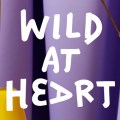 WildAtHeart-ColdAndBold-image