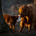 Highland Cattle